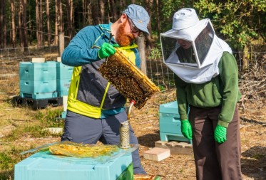 Verdedigingsstrategieën van de Zwarte honingbij tegen de varroamijt in het Nationaal Park Bosland