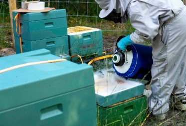 Kunnen zwarte bijen zichzelf beschermen tegen de varroamijt?