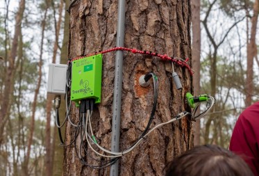 Real-time monitoring van een grove den in het Pijnven toont waterbehoefte en groei