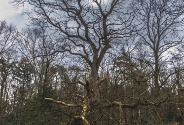 De Veteraan van Het Hobos: een voormalige mooiste boom van Vlaanderen