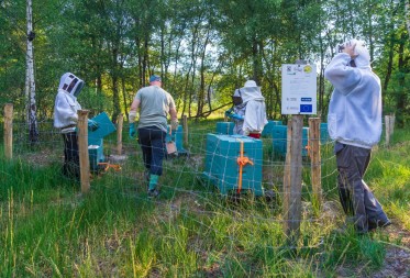 Onderzoek naar weerstand tegen de Varroamijt bij Zwarte bijenvolken in Bosland