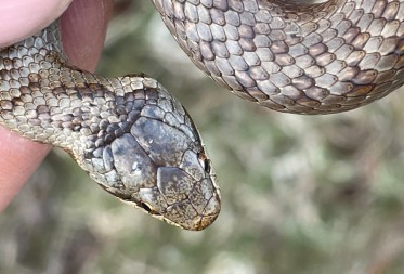 Eerste gladde slang ontdekt onder reptielenplaten in het Pijnven!